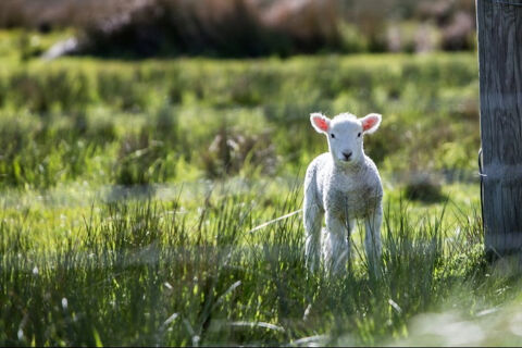 lamb-1