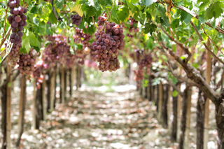 winery-etna-sicily